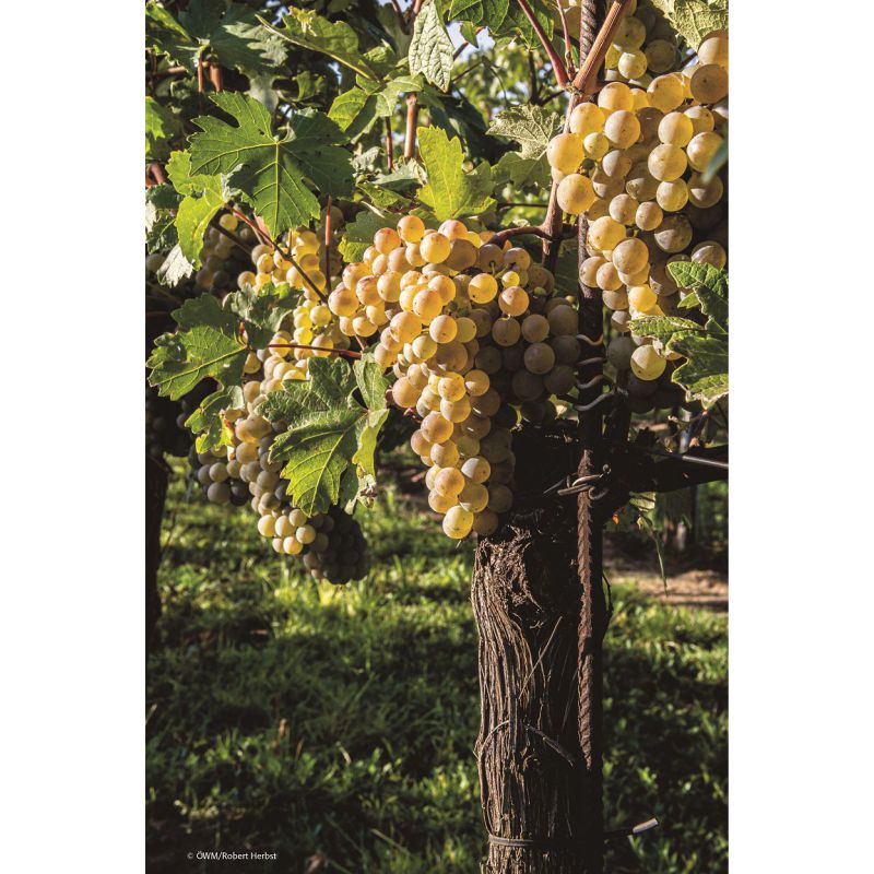 Grüne Veltliner leicht - Verkostungspaket Nr. 1 (versandkostenfrei)