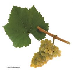 Chardonnay - Verkostungspaket (versandkostenfrei)