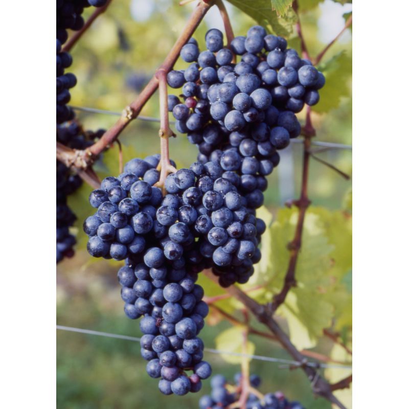 Zweigelt-Verkostungspaket (versandkostenfrei)